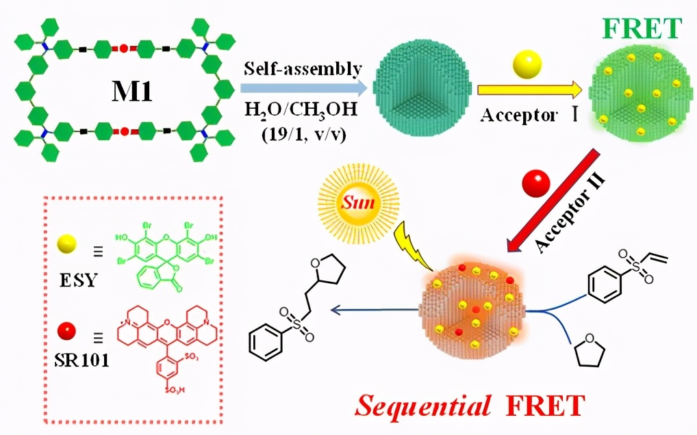 东华大学信息科学与技术学院（抗癌）