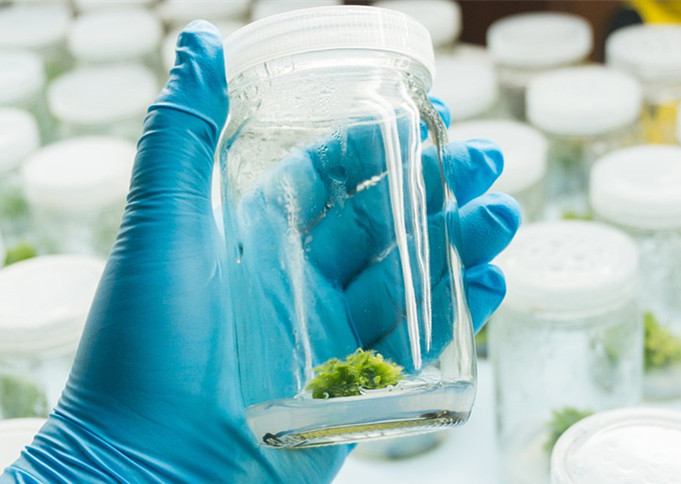 植物组织培养的过程(植物组织的培养步骤和特点)