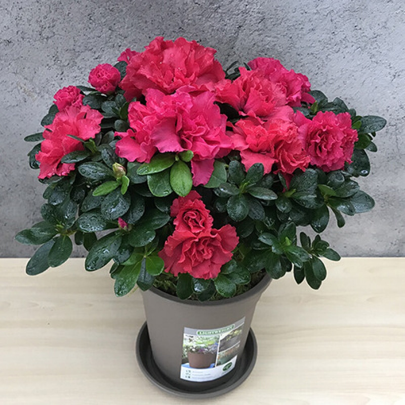 紫罗兰有毒吗（100种室内盆栽花草图鉴）