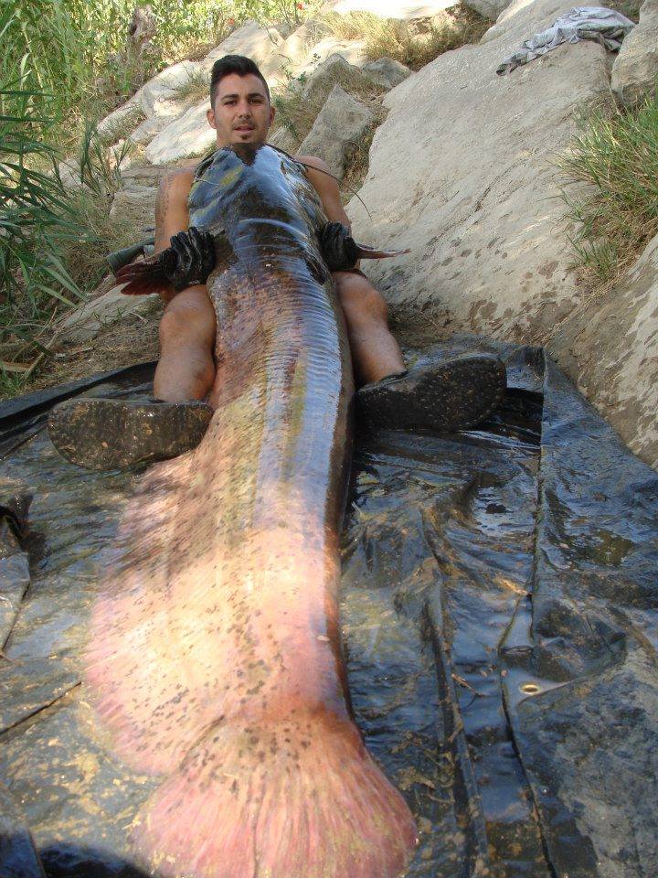 湄公河巨型鲶鱼(欧洲巨型鲶鱼泛滥之势愈演愈烈,拯救欧洲人的重任还要