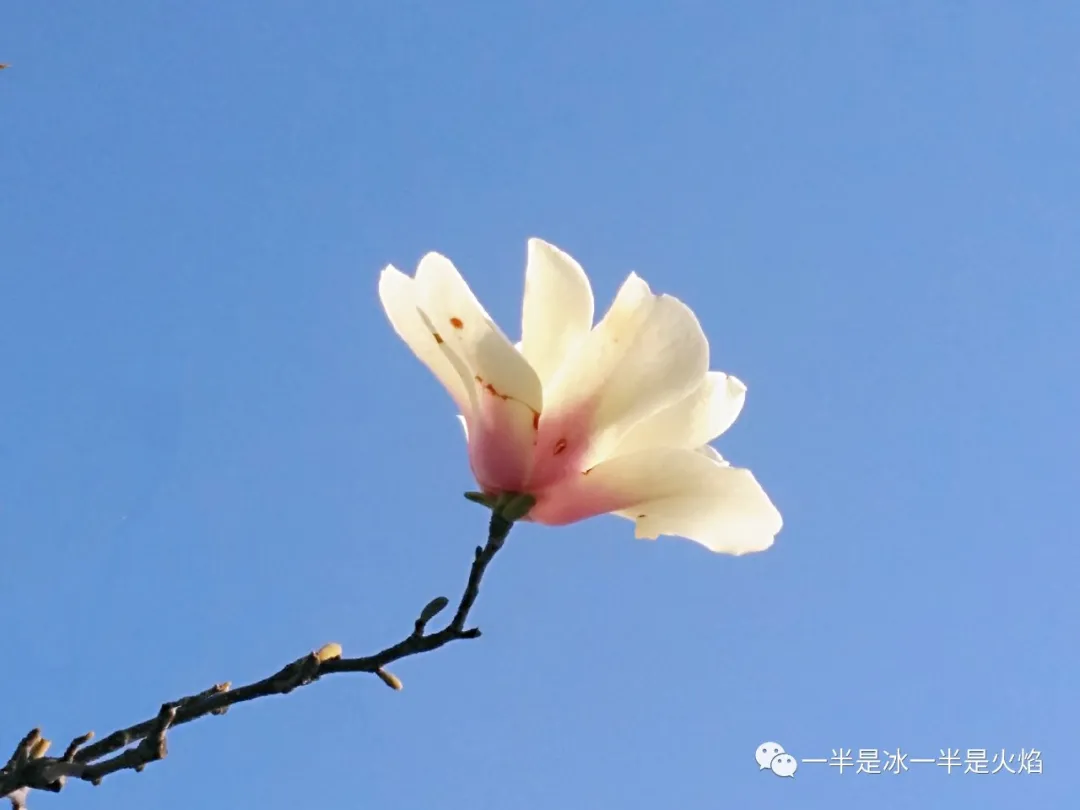 玉兰花记：谁寄芳心枝头上，一倾相思说与春