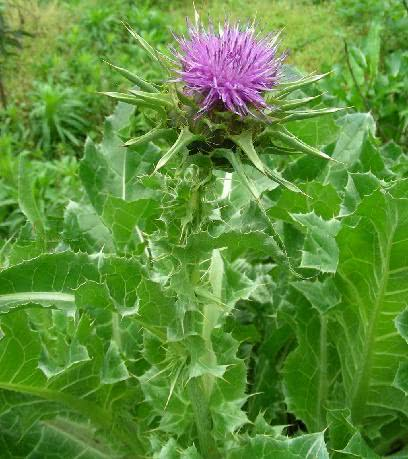 农村常见的刺儿菜,竟然还有这种大用处,后悔没早点采回家