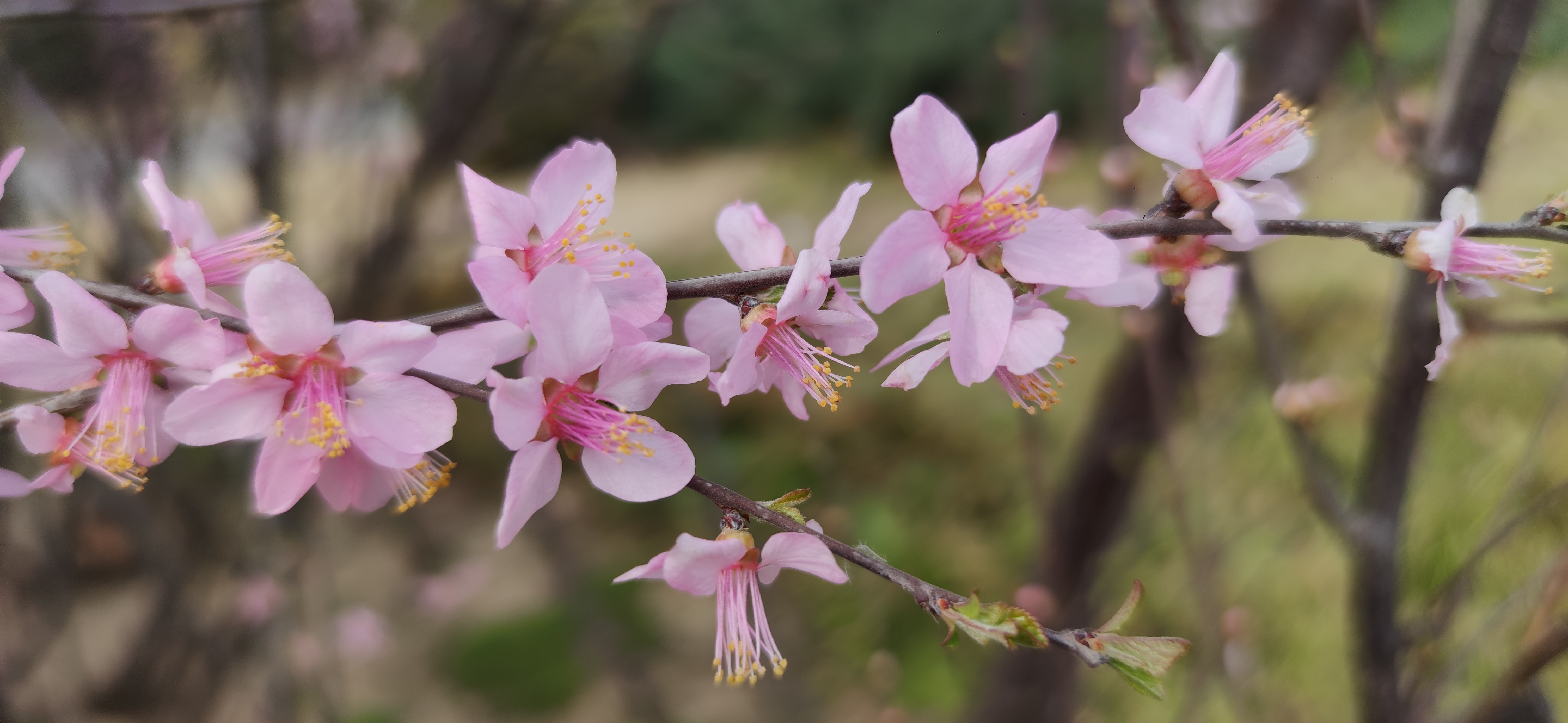 开封春季赏花最新攻略：古典、繁盛、烂漫、娴静、端庄的不同春色