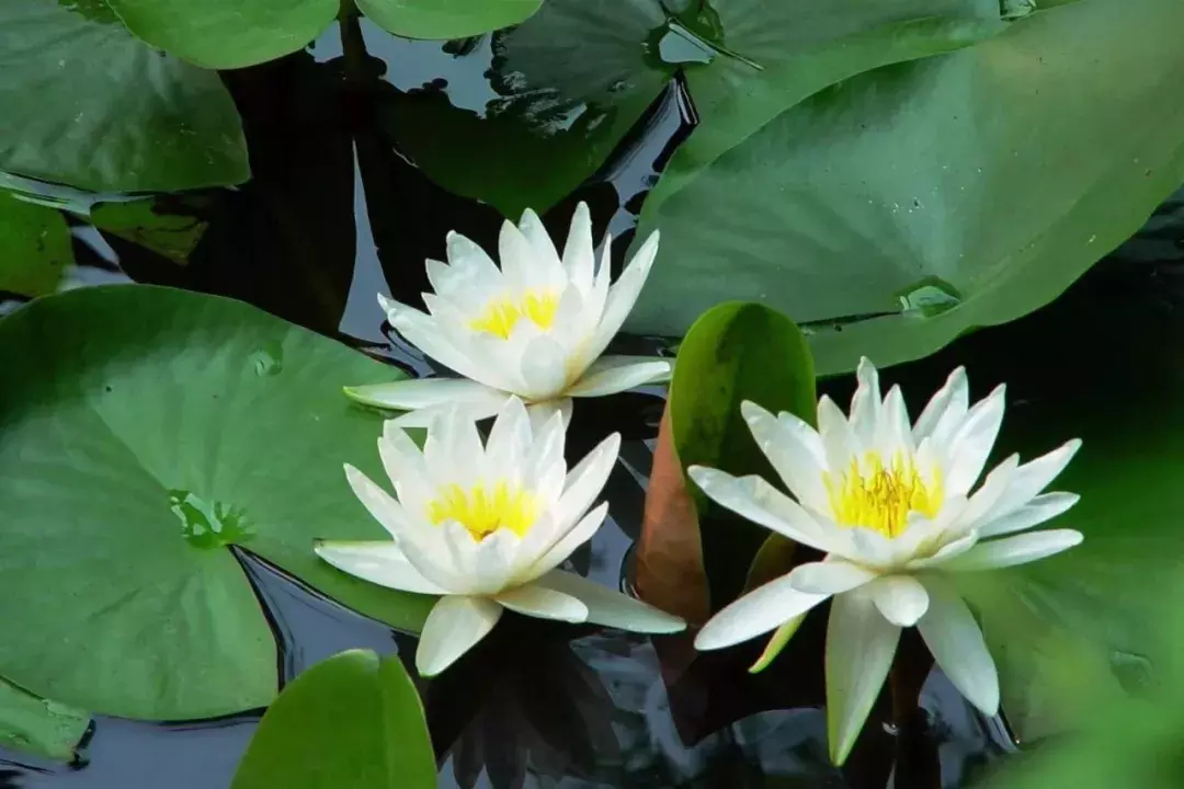 心如莲花，人生便能一路芬芳