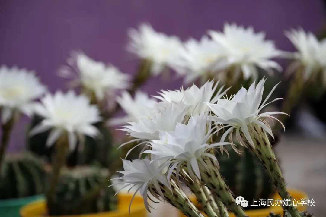 仙人球花赞——我很丑可是我很温柔（上海斌心学校）