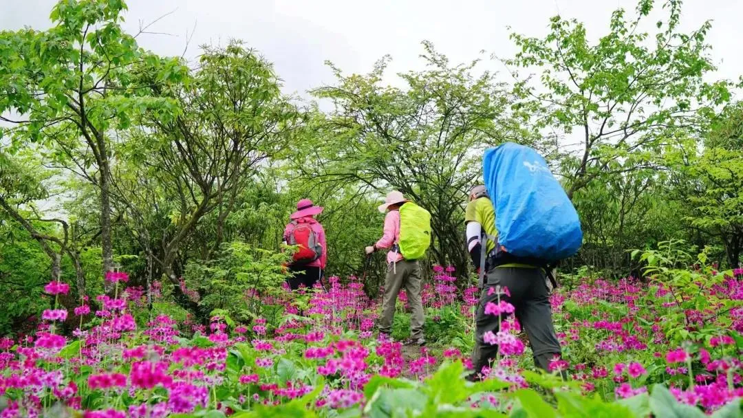 不收门票的世界级风景！赏万亩夏花、观云海日出…成都2天耍来回