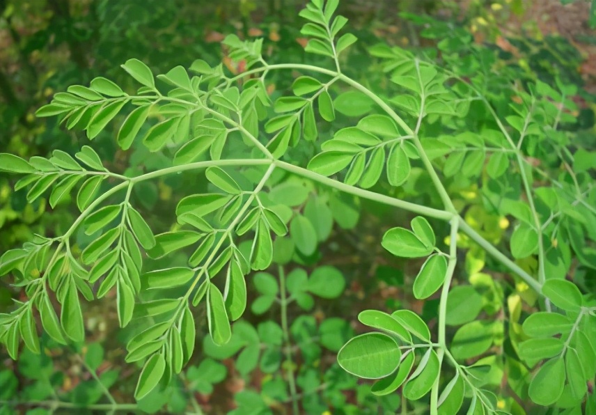 辣木籽植物图图片