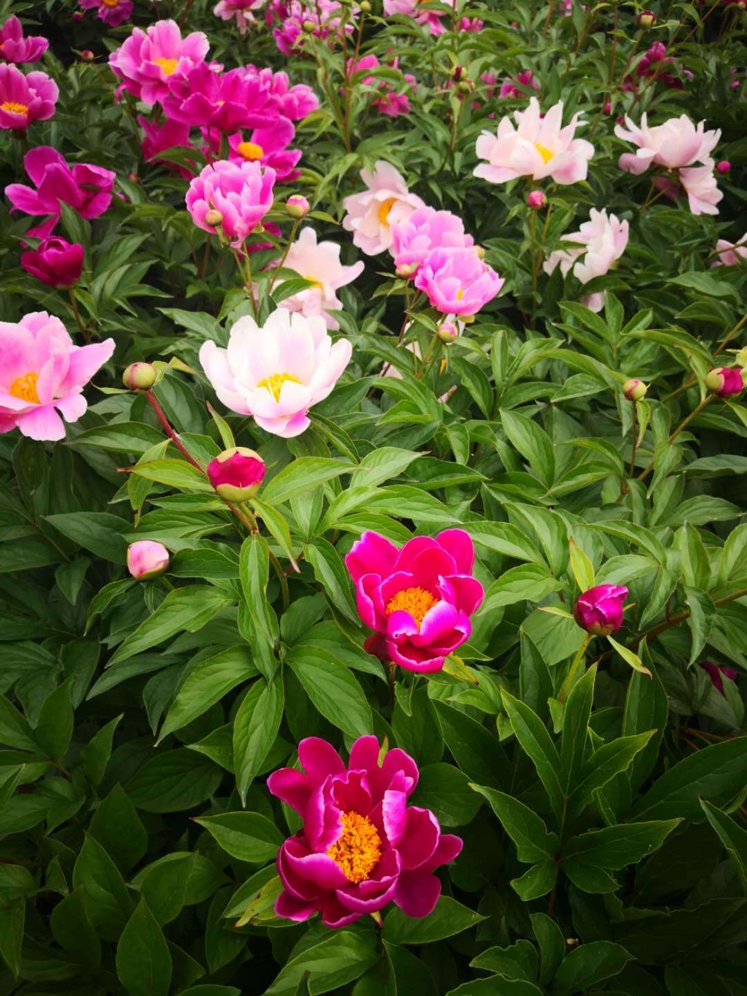 芍藥花圖片,芍藥花圖片大全大圖