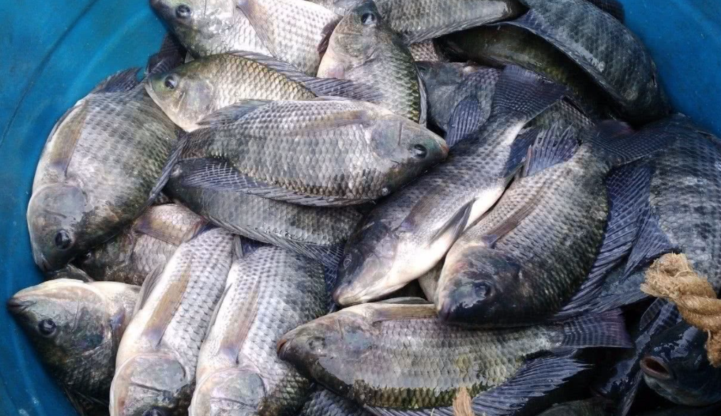 被食用和丢棄的羅非魚現在反向出口到歐美 成為美國的 主菜 之一 天天看點