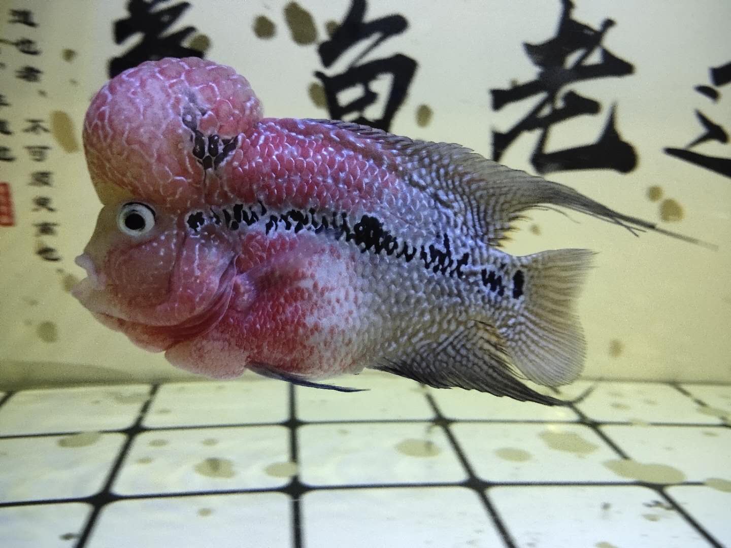 罗汉鱼入缸前三天,我们一定要管住自己的手,千万别