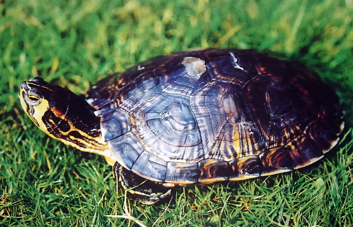 乌龟的种类图片及名称（乌龟的品种图片）