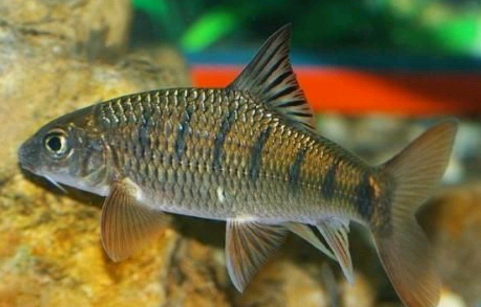 食用这5种"毒鱼",切不可仅仅垂涎其美味,广东今年已发生多起