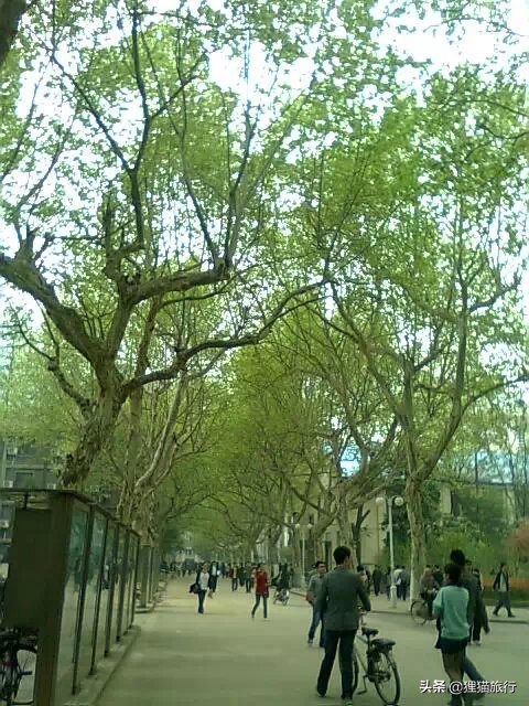 百年名校南京大学一日游，八年前的老照片带你回忆南大