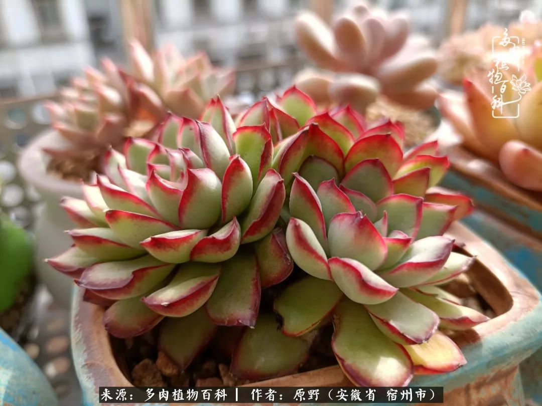 我心观世界：生活与多肉，应无所住而生其心