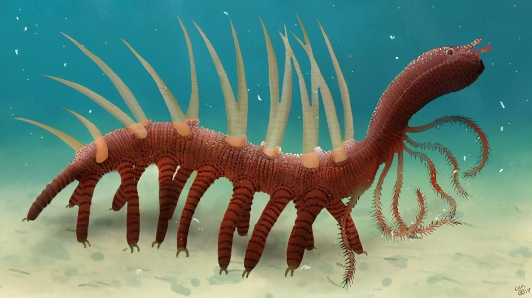 寒武纪的怪诞虫:你甚至不知道它为何而生?