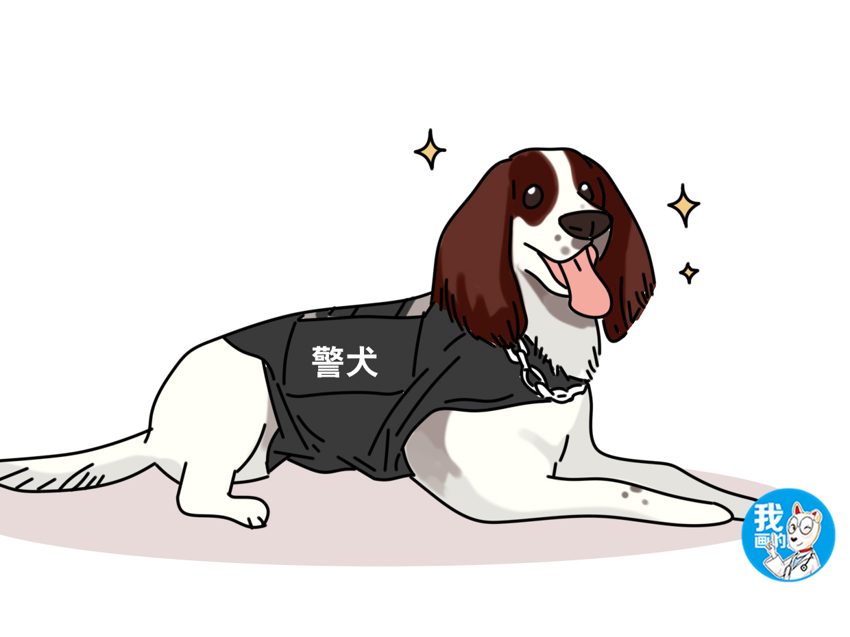 史宾格犬一副老实狗长相,知名度还这么低,怎么就成了警犬呢?