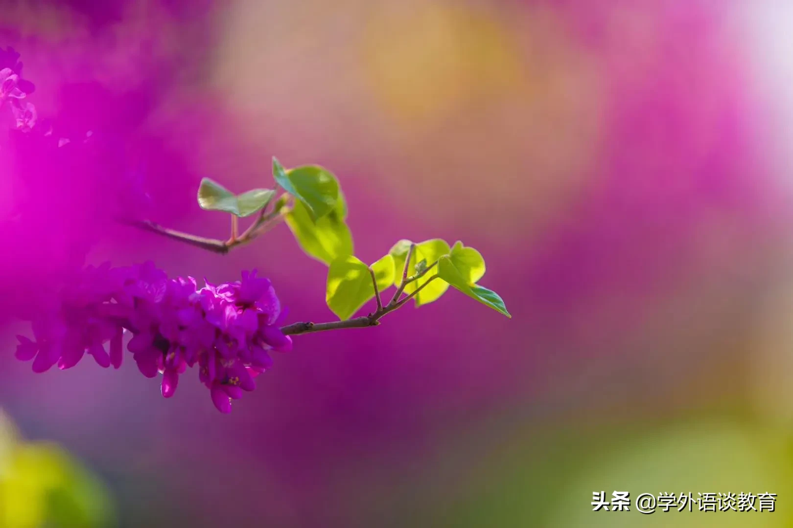 标点符号顺口溜,一看就懂,一学就会