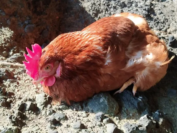 终极隔离！日本3小哥带只鸡，在荒岛“避疫”一个月爆红
