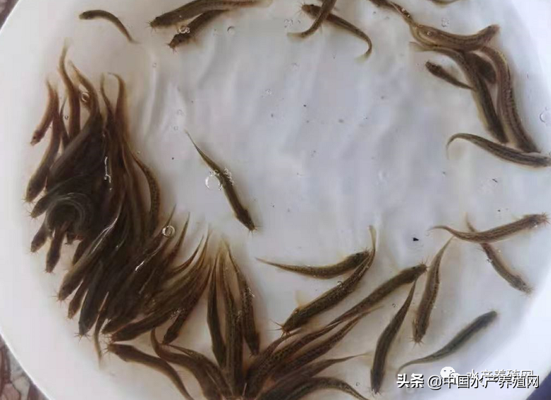 泥鰍苗多少錢一斤,臺灣泥鰍苗多少錢一斤