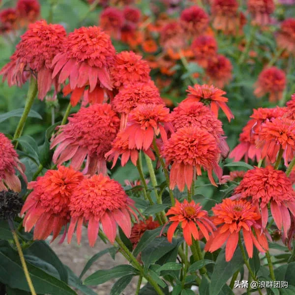 松果菊花期的图片（重瓣松果菊花开一夏的美）