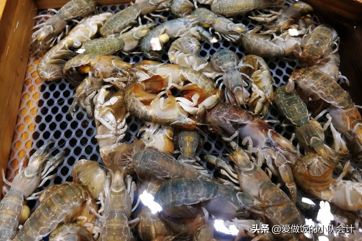 海蝦的種類,海蝦的種類及圖片