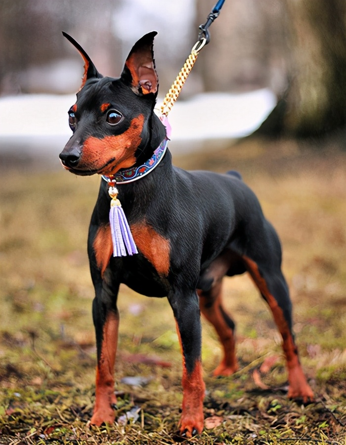 如何训练小鹿犬（小鹿犬的优缺点与训练方法）