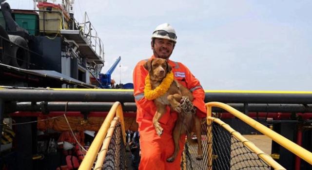 漂流汪的冒险之旅 ：小狗海上游了200公里，被石油工人救起。