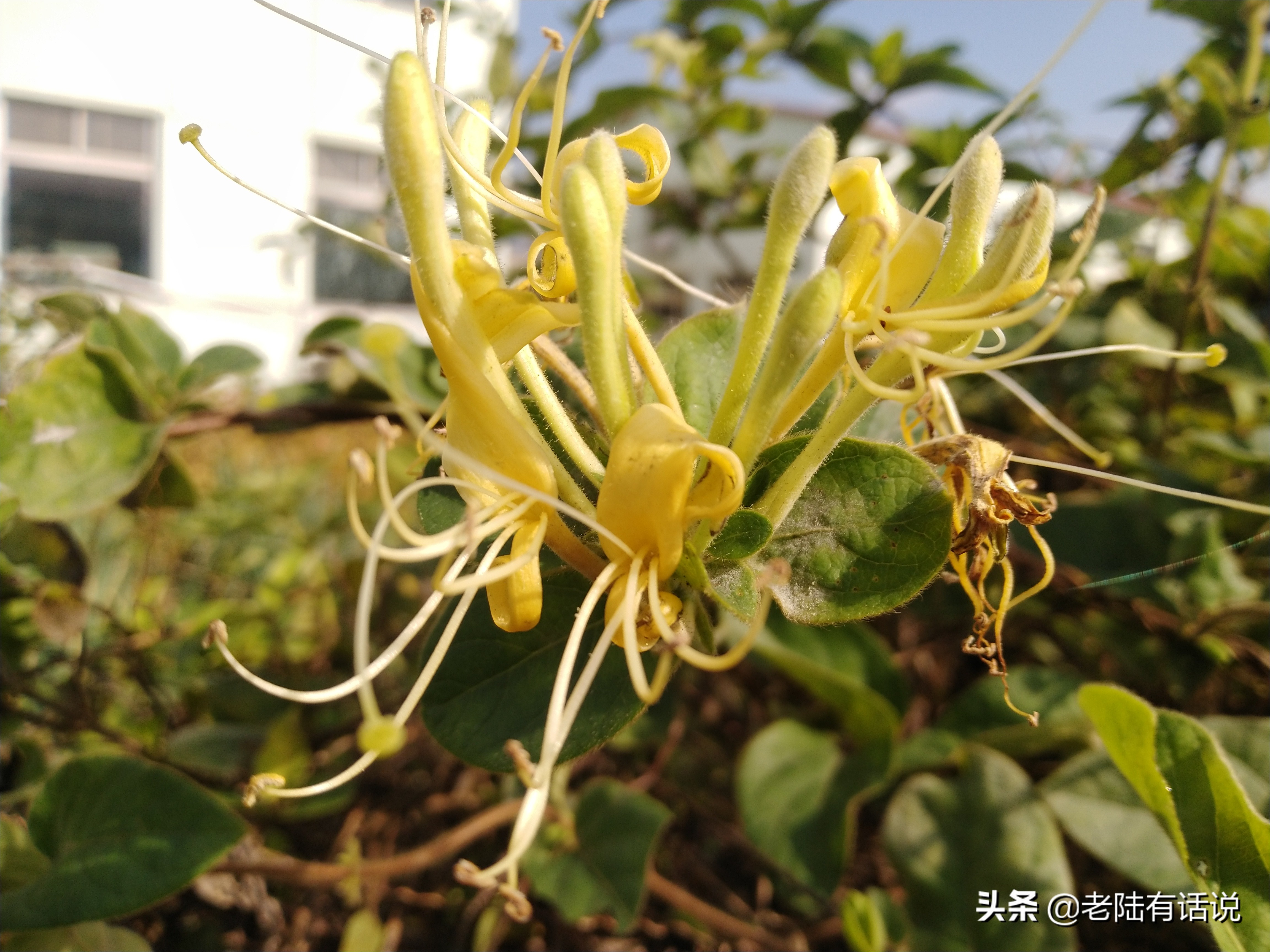 我的城市小菜园，我的田园之梦，金秋收获绿色食品