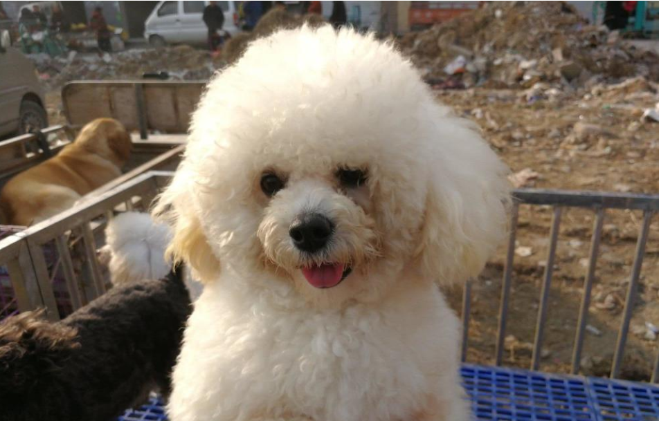 贵宾犬价格高低不一,都是这6个因素决定的