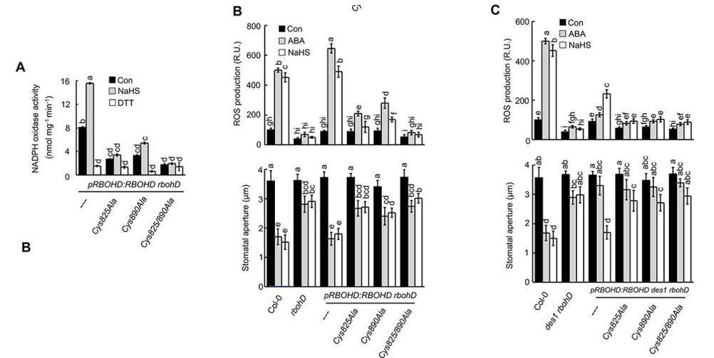 文章解读：“背靠背”南京农大谢彦杰同时解析硫化氢参与ABA信号