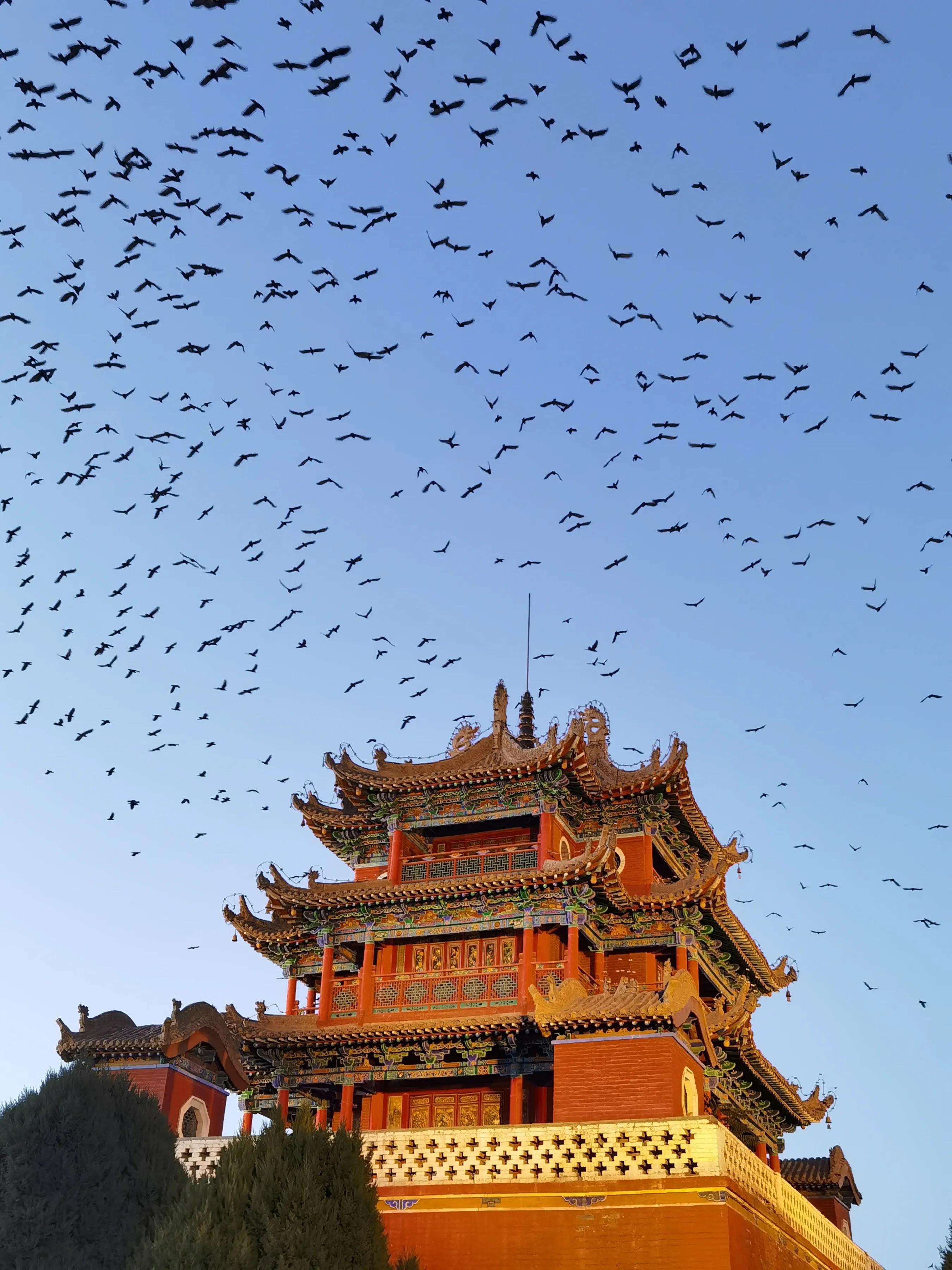 手拍世界（手机摄影平台）-群员作品集（总第733期）