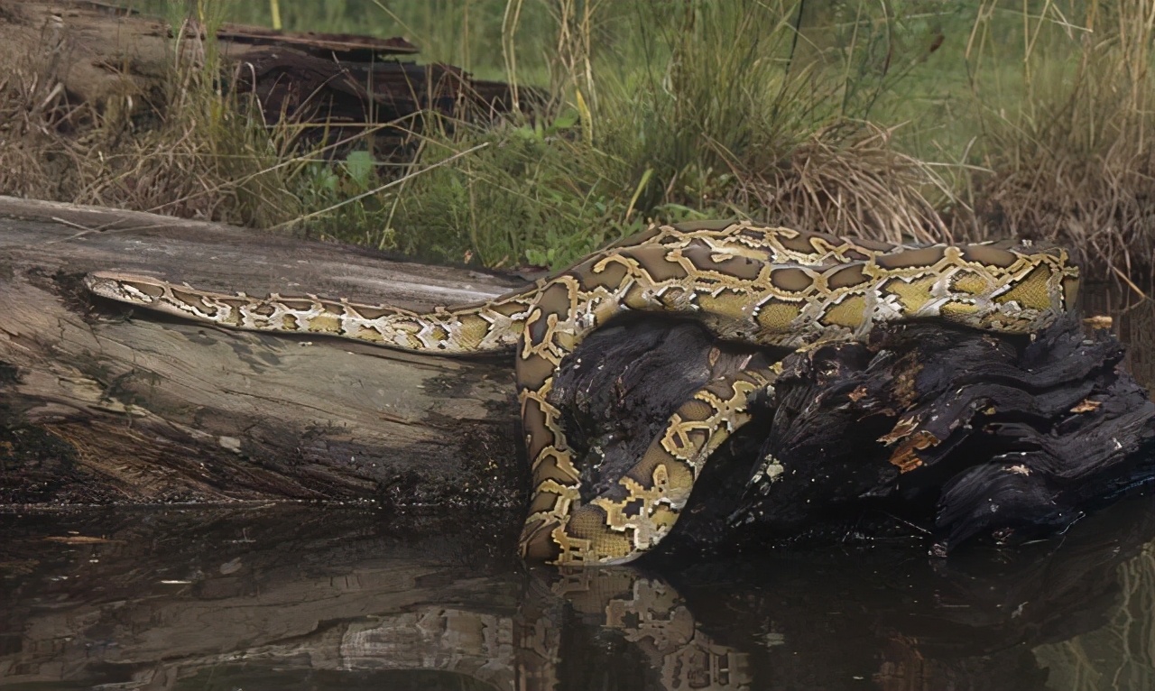 广西一村民在马路上发现4米长大蟒蛇,近20斤重