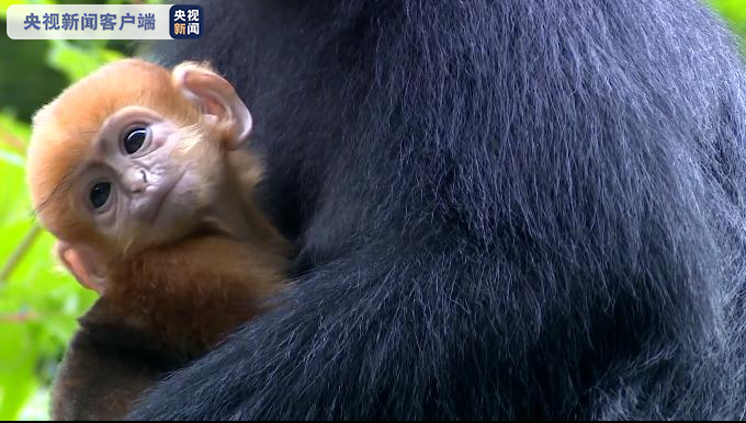 黑脸叶猴图片（全球最大黑叶猴种群分布地喜添6只猴宝宝）