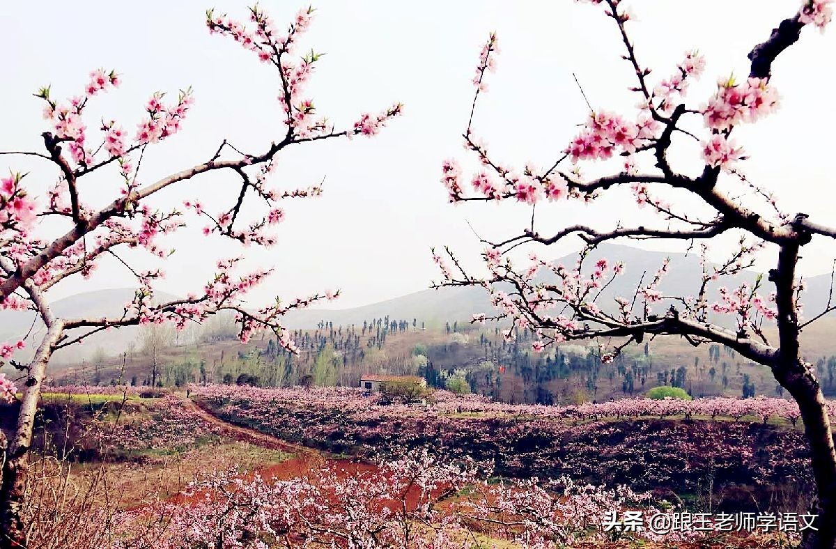 素材积累：诗词中描写“花”的45个好句子，摘抄学习