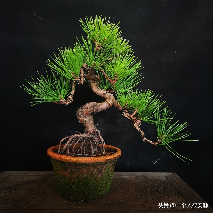 黑松盆景在北方冬天怎么养小技巧「精心整理」 -骁龙网