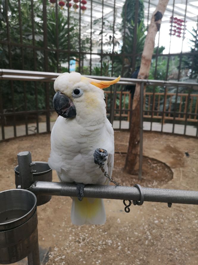 小葵花鳳頭鸚鵡,