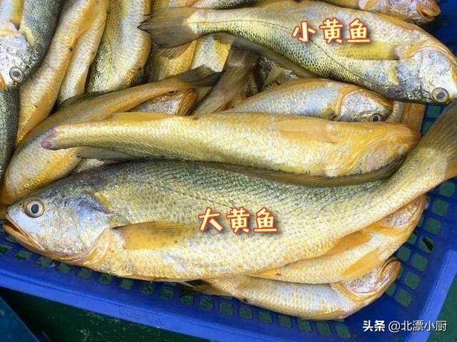 小海魚的種類圖片大全(買魚時) - 赤虎壹號