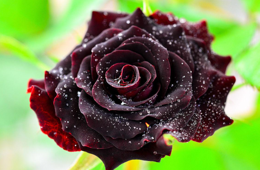 黑玫瑰的花语,不是暗黑系地下情,也不是虚伪的爱,而且温柔真心