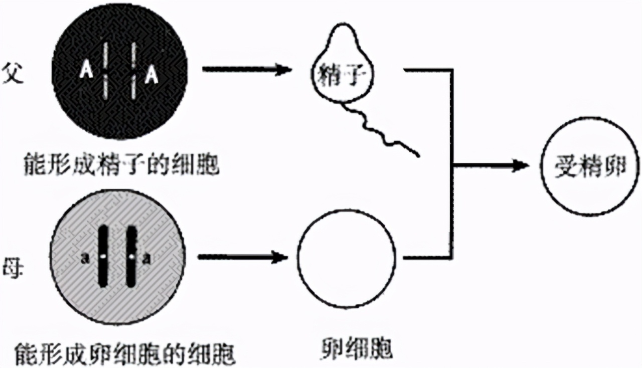 一滴精=十滴血，“精尽人亡”会发生吗？建议男女都了解清楚