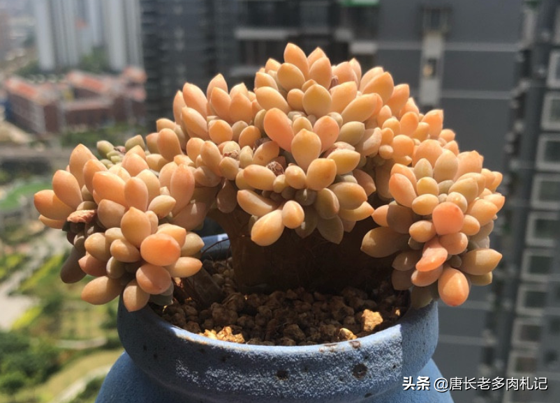 多肉配土是按体积还是重量来算占比？这是让“萌新”很纠结的问题