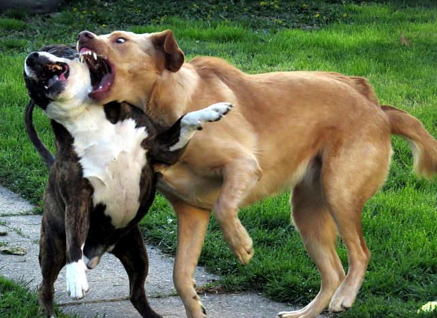世界上最凶猛与最温顺的犬种排行榜：十大危险品种解析及两大温和犬种推荐