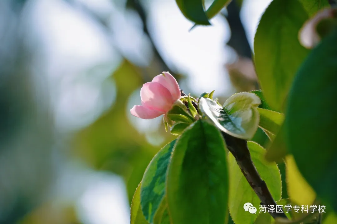 菏泽医学专科学校牡丹，又是姹紫嫣红开遍