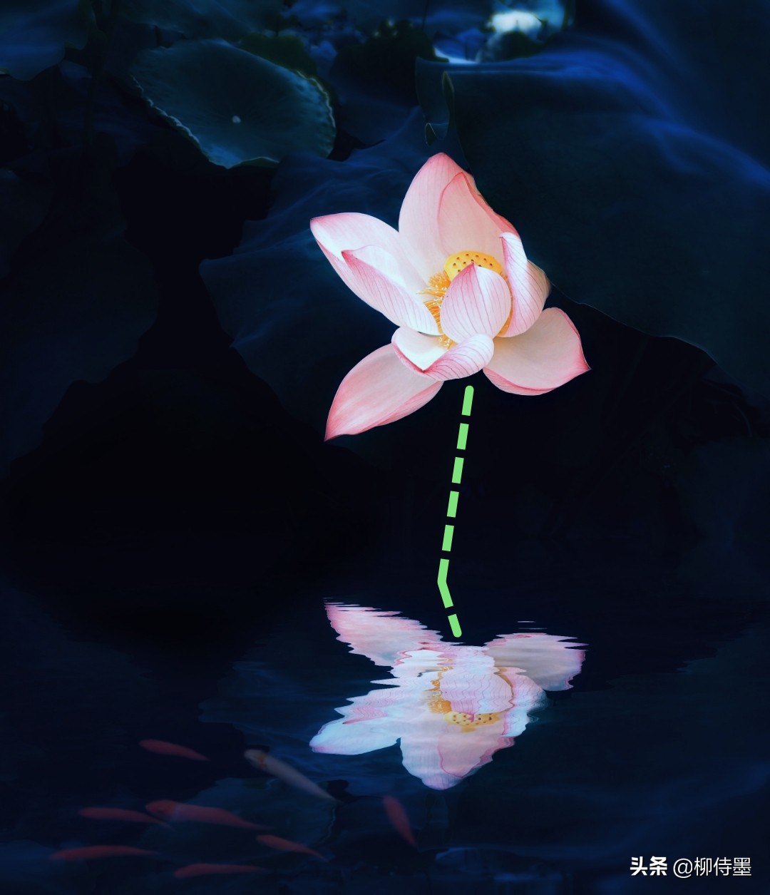 点评21张荷花摄影作品,有优点也有不足,这些拍花技巧不可忽视