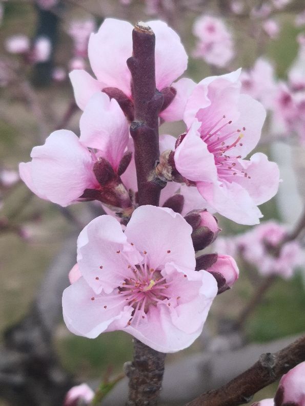 花木古韵丨徜徉花海，醉卧听雨，不知归去来兮