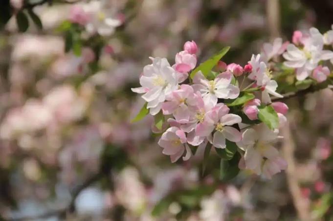 建校124年！本期推送，就是过去1年天津大学的