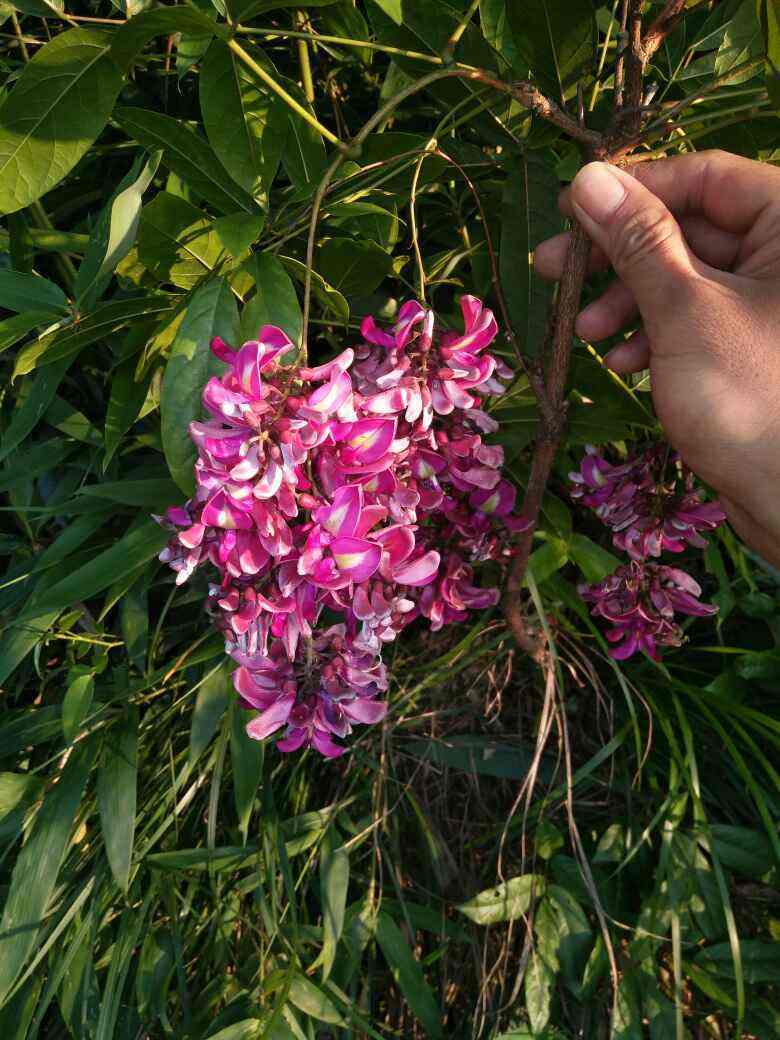 花卉植物有哪些（盘点100种常见花图鉴）