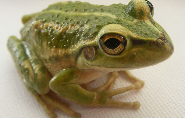 壮族人称呼青蛙为蚂拐,而且东巴凤地区有个祭祀青蛙的蚂拐节