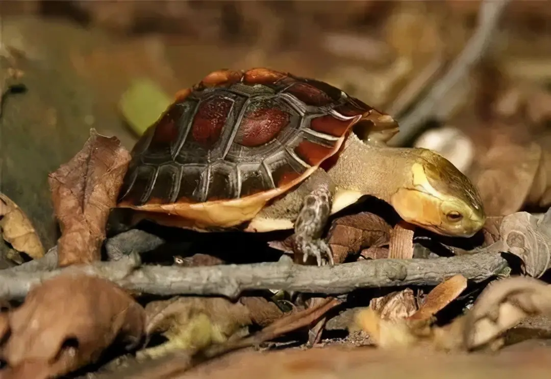 乌龟的种类图片及名称（乌龟的品种图片）