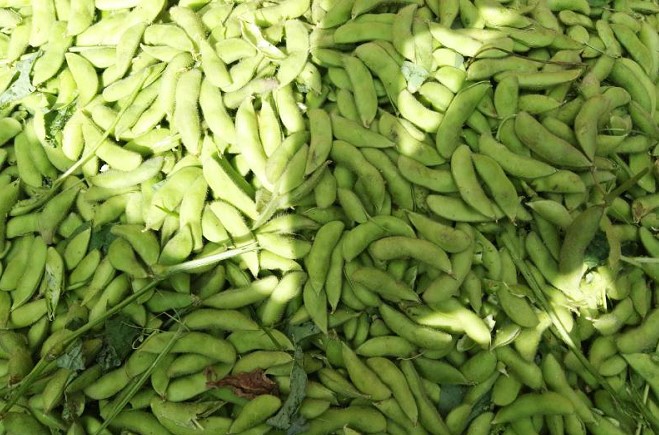 一畝地省1000多元人工，毛豆、鮮食玉米收獲機(jī)成農(nóng)民種植戶寶貝