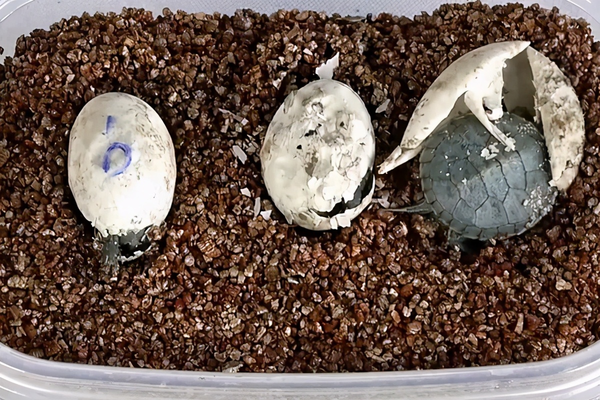 怎么知道乌龟怀孕了(龟妈妈怀孕的注意事项)